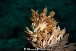 Nudibranch Phyllodesmium rudmani by Oksana Maksymova 